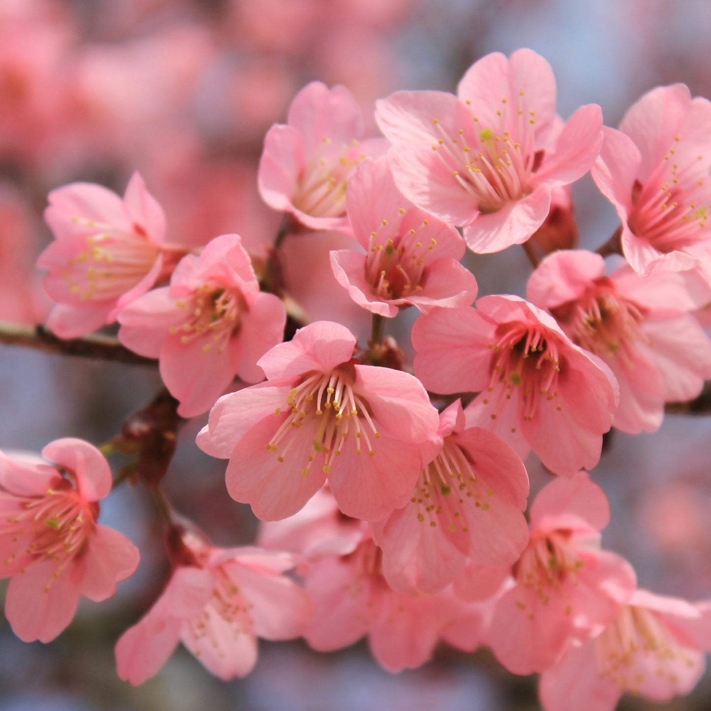 Hanami - Pink Chalcedony Hoop Earrings