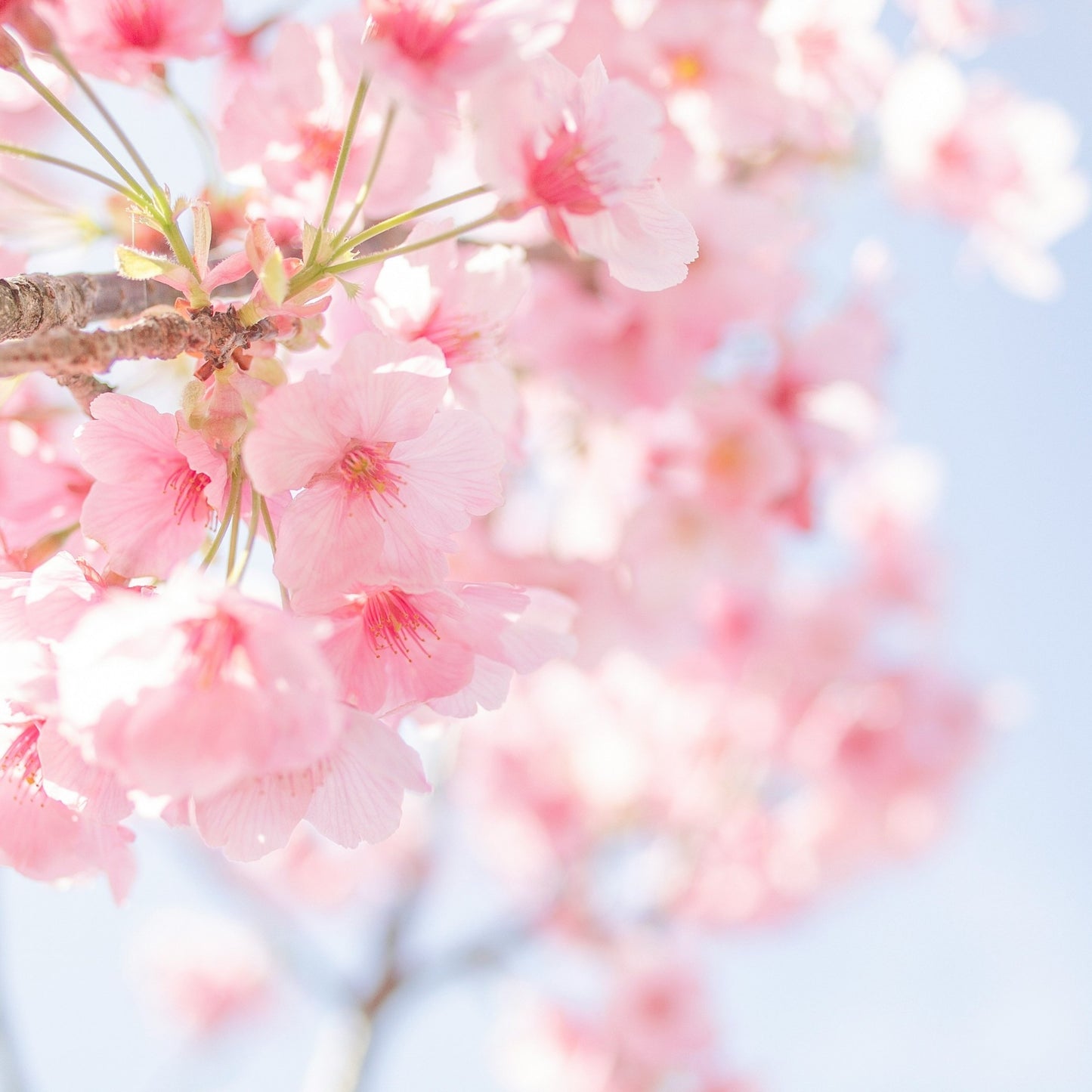 Sakura - Boucles d'oreilles créoles agate rose
