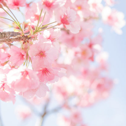 Sakura - Pink agate hoop earrings